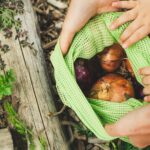 person holding green and brown fruit