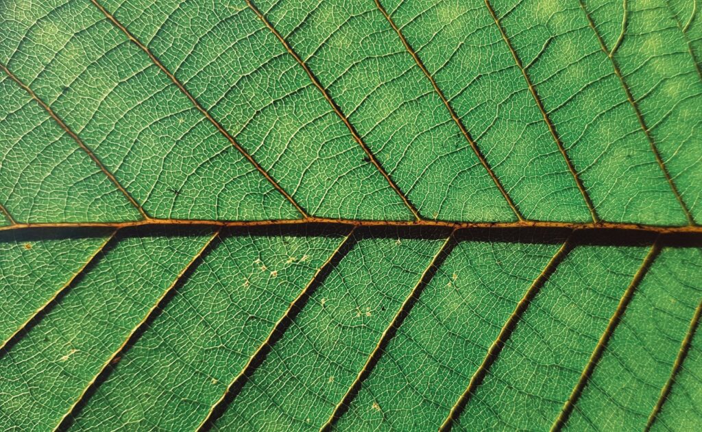 green leaf